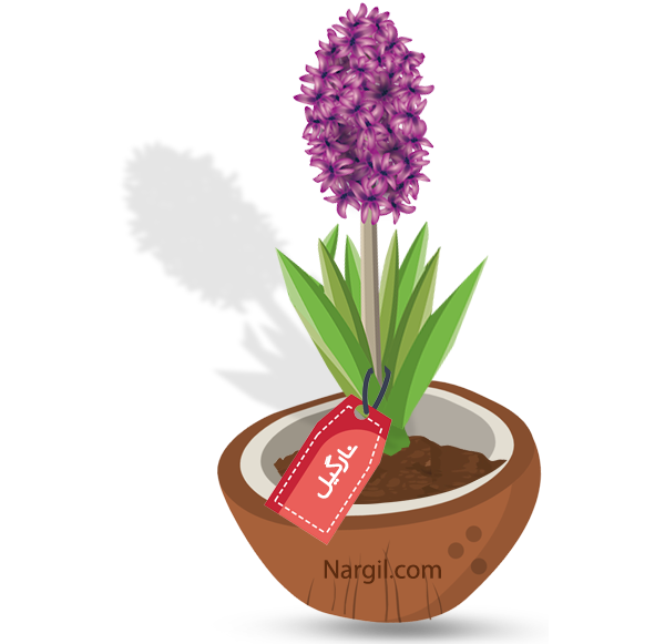  Nargil - Common Hyacinth